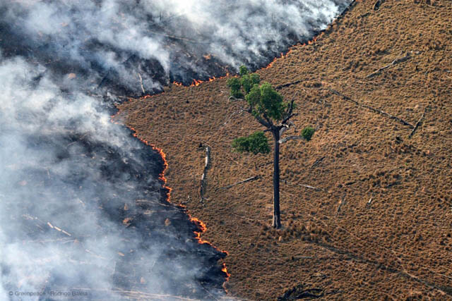 https://jornalorebate.com.br/19-08/mps-podem-desproteger-areas-da-floresta-amazonica-2.jpg