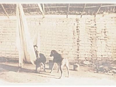 A permanência da impermanência da questão indígena